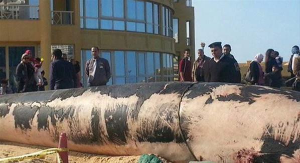 13 metrelik balina sahile vurdu