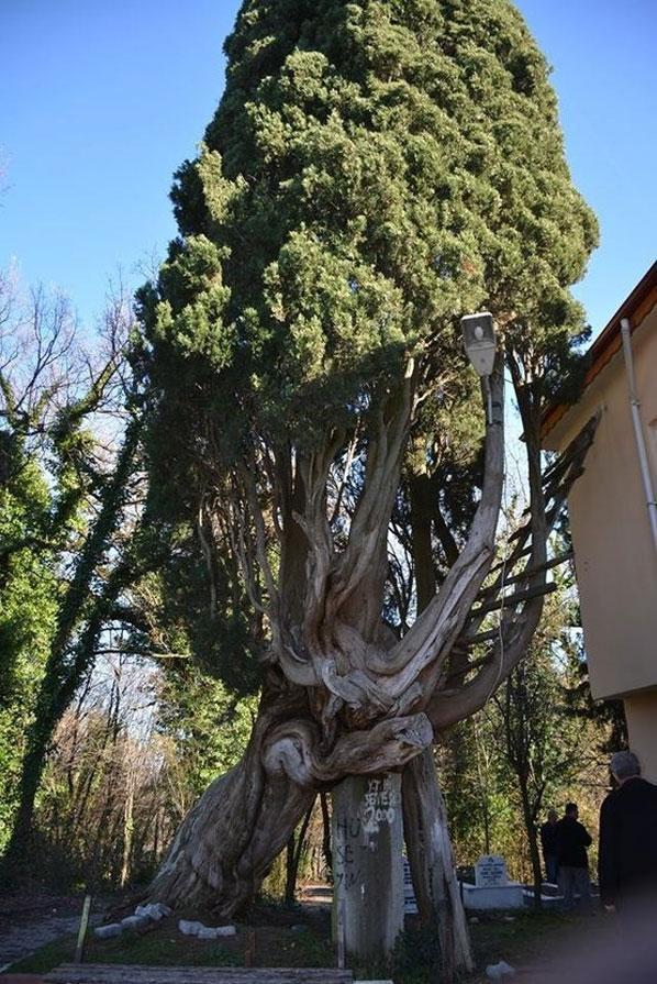 117 yıllık ağaç hayrete düşürüyor