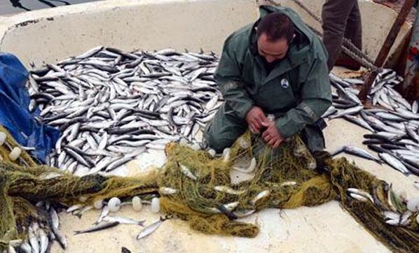 Karadenizli balıkçıların kefal sevinci