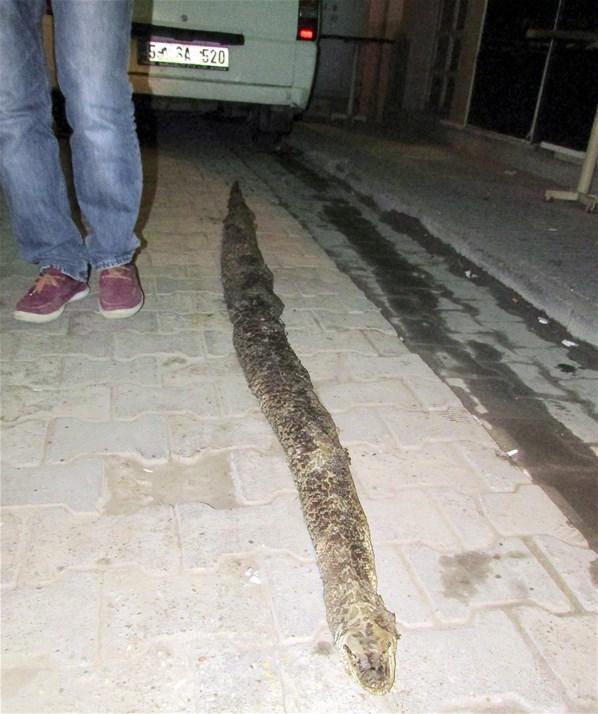 Şarköyde 3 metre 20 santimlik yılan ölüsü bulundu
