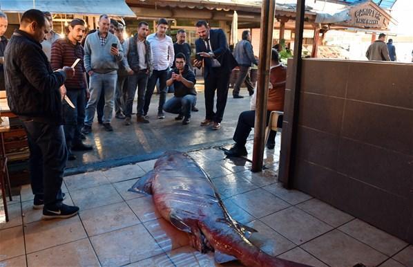 Akdenizde 3 metrelik köpek balığı yakalandı