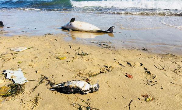 Sinopta şaşırtan durum Sahile ölü yunus ve kuşlar vurdu