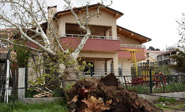 100 yıllık çınar ağacı devrildi
