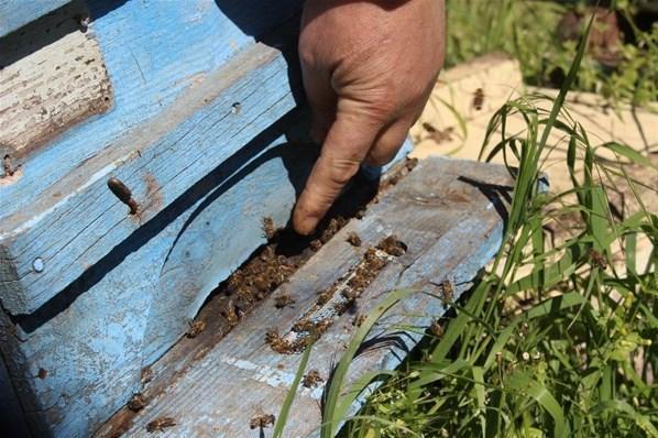 Bursada korkutan tablo: Yüzde 70i yok oldu