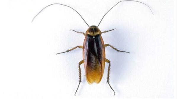 Çin, yılda 6 milyar hamam böceği üretiyor