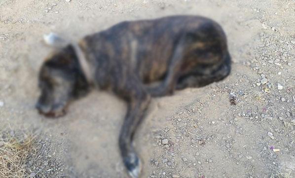Marmariste şok İki köpek zehirlenerek öldürüldü