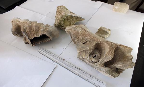 Yozgatta 8 milyon yıllık fosil bulundu