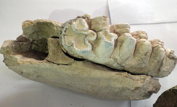 Yozgatta 8 milyon yıllık fosil bulundu