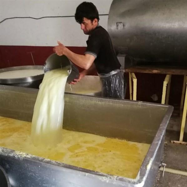 Kaşar peyniri imalathanesinde iğrenç görüntü