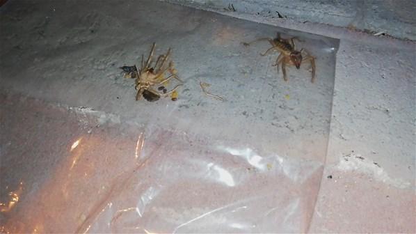Ereğli’de vatandaşları et yiyen Sarıkız örümceği korkusu sardı