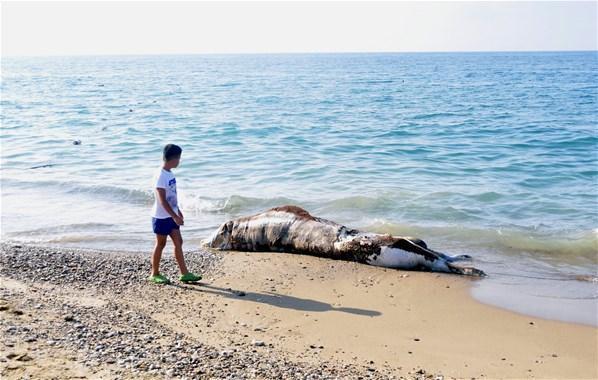 Antalyada sahile inek leşi vurdu