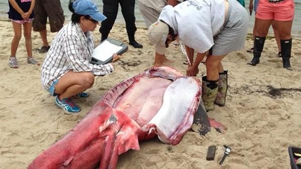 ABD kıyılarına kırmızı bir köpek balığı vurdu