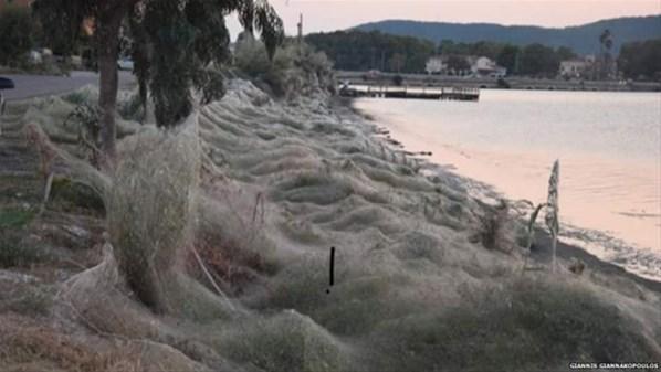 Örümcek ağları Yunanistanda bir kasabadaki tüm sahili istila ettiler