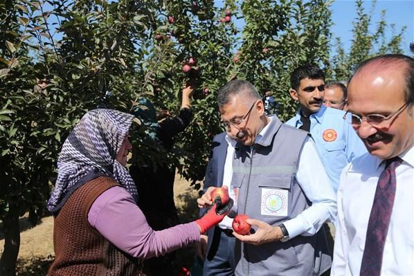 Cumhurbaşkanı Vekili Fuat Oktay elma hasadına katıldı
