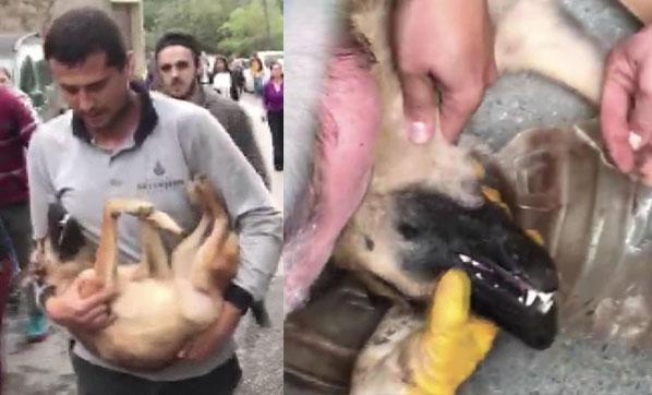 Başına bidon sıkışan köpek 5 ay sonra kurtarıldı