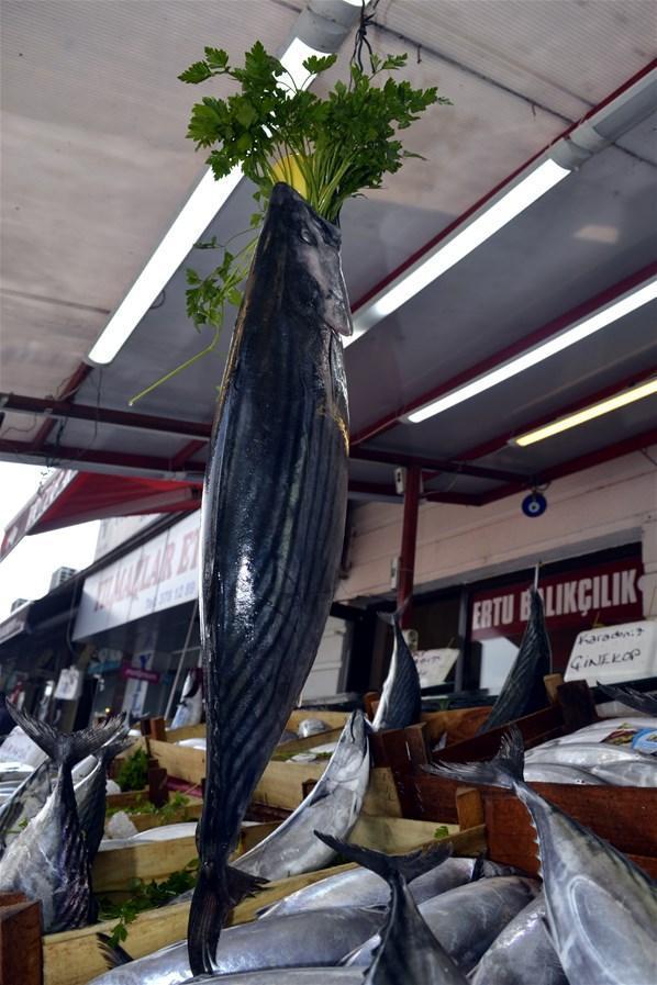 Bu balığın fiyatı 200 lira