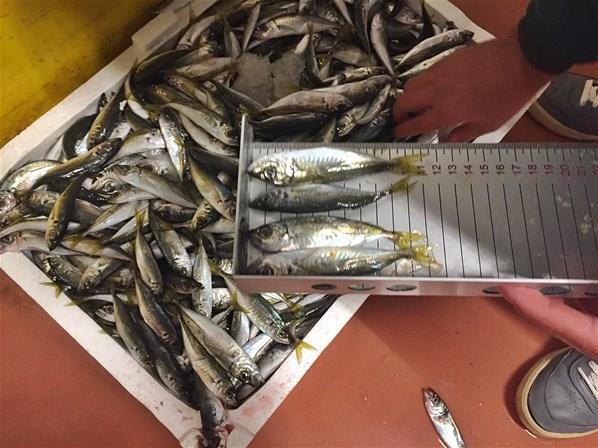 Boy yasağına uymayan 22 ton balığa el konuldu