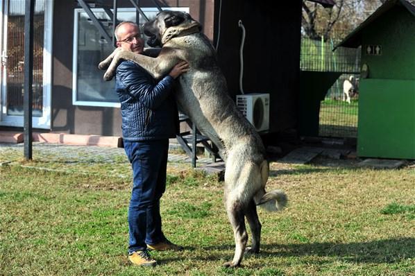 Otomobil fiyatına Kangal köpeği