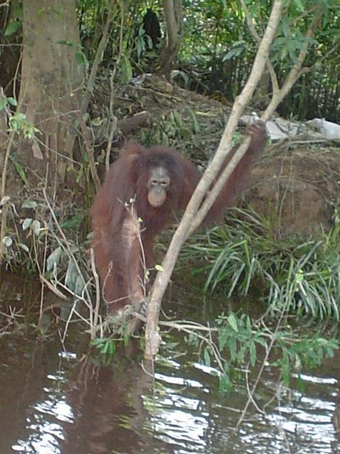 6 yıl boyunca genelevde çalıştırılan orangutan yatağa zincirle bağlanmış...