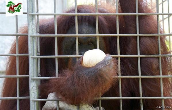 6 yıl boyunca genelevde çalıştırılan orangutan yatağa zincirle bağlanmış...