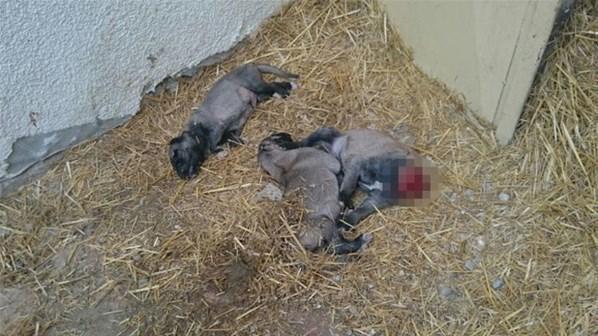 Kangal köpeklerinin yavrularını yemesinin sırrı çözüldü
