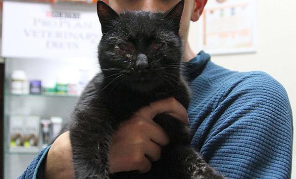 Kayseride göz kapakları yakılmış kedi bulundu