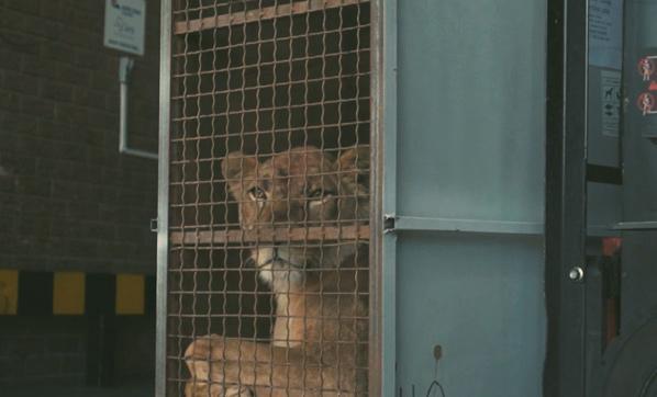 Turkish Cargo, sirk aslanlarını doğal yaşam alanlarına kavuşturdu