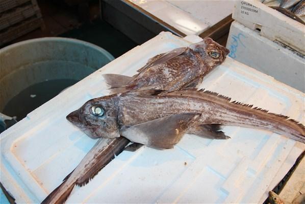 Mersinli balıkçılar okyanusta yaşayan ‘şeytan balığı’ yakaladı