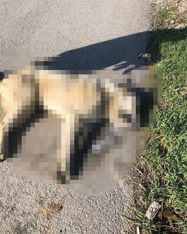 Ankarada 7 köpek, zehirli sosislerle telef edildi iddiası