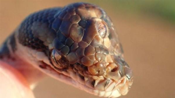 Avustralya’da üç gözlü yılan bulundu