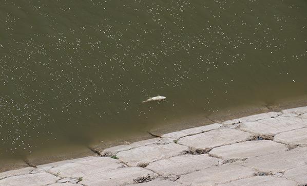 Asi Nehrinde balık ölümleri