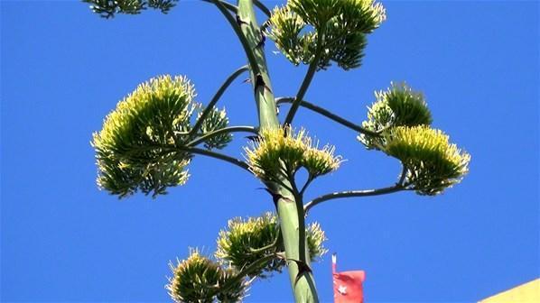 UNESCOnun dünya kültür mirası listesinde bulunan Agave çiçek açtı