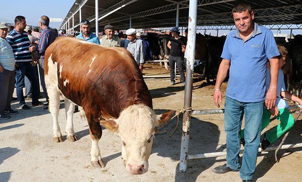 1 ton ağırlığındaki Herkül 16 bin liraya satıldı