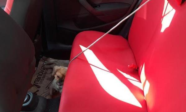 Arabanın içinde bırakılan köpek havasızlıktan yaşamını yitirdi