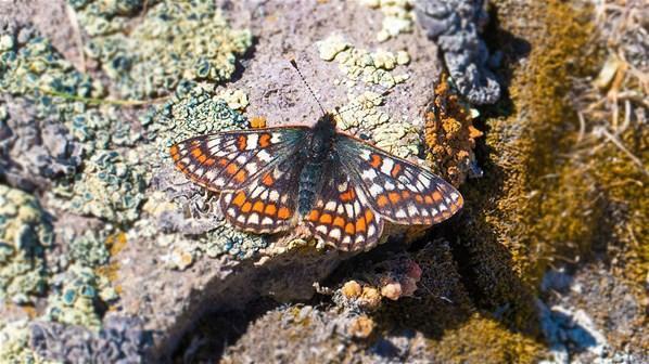 12 bin yaşındaki kelebek Ağrı Dağında görüntülendi