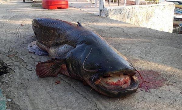 İznikte balıkçının ağına 80 kiloluk yayın balığı takıldı