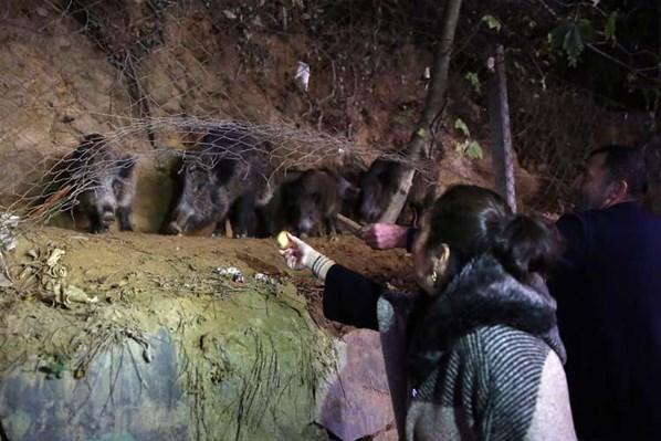 İstanbulda dikkat çeken anlar Vatandaşlar domuzları besledi
