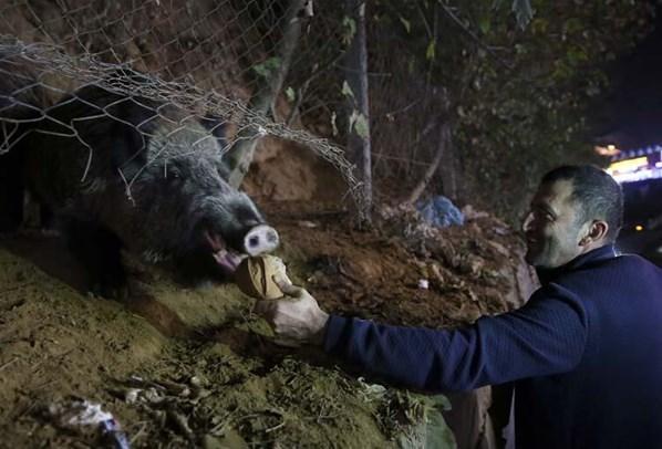 İstanbulda dikkat çeken anlar Vatandaşlar domuzları besledi