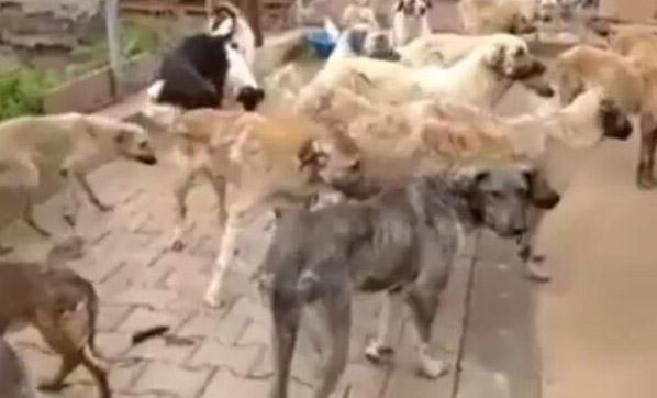 Corona virüsten sonra korkunç iddia: Köpekler birbirini yedi