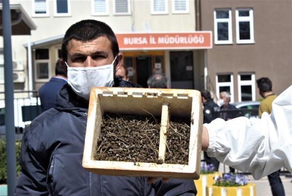 Bursada binlerce arının şoke eden ölümü