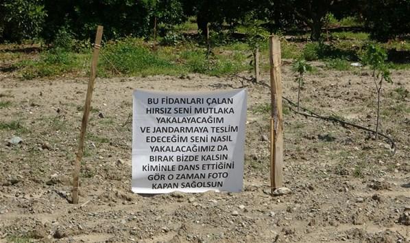 Adanada fidanları çalınan çiftçiden hırsıza afişli not