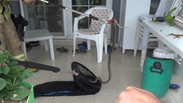 Trabzonda yılanın ısırdığı müdür yardımcısı hayatını kaybetti