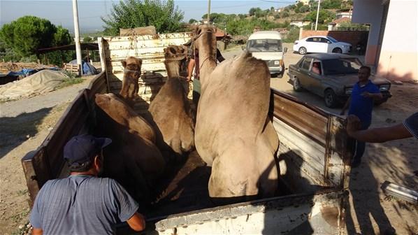 Kurbanlık deve satışlarına başlandı Fiyatı 12 bin liradan başlıyor