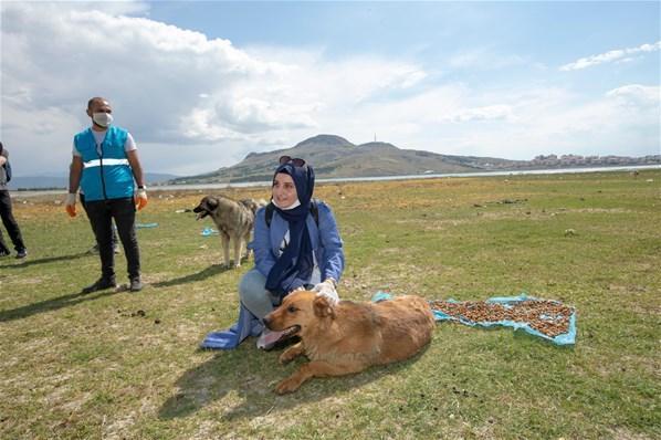 Yiyecek bulmakta zorluk çeken sokak köpekleri için seferber oldular