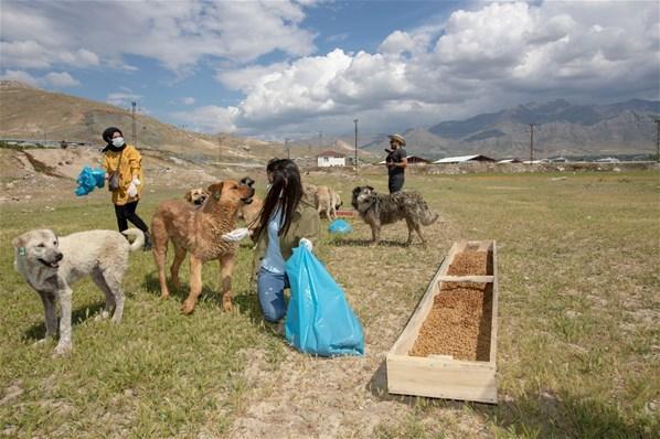 Yiyecek bulmakta zorluk çeken sokak köpekleri için seferber oldular