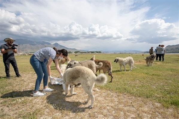 Yiyecek bulmakta zorluk çeken sokak köpekleri için seferber oldular