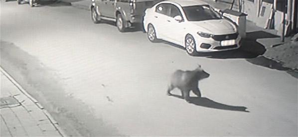 Karadeniz’de sayıları artan ayılar korkutuyor