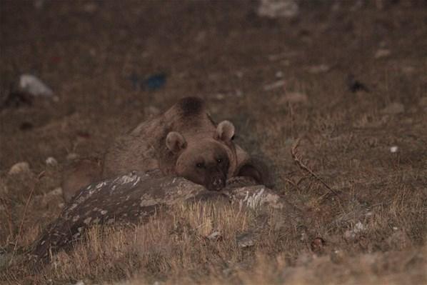 Boz ayıların göç ettiği, ilk kez Sarıkamışta ortaya çıktı