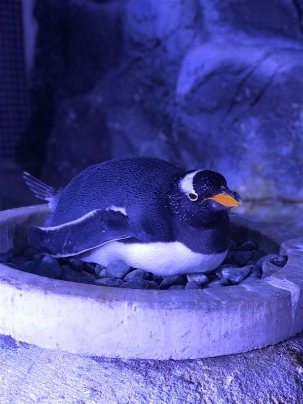 Bebek kutup pengueni dünyaya geldi İsmine vatandaşlar karar verecek