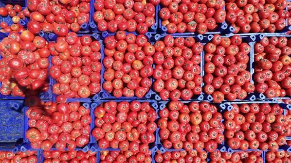 Çanakkale domatesinin hasadına başlandı